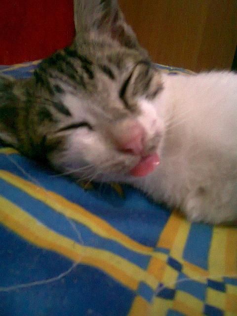 koplok bgt ,KUCING ane klu tidur gan.