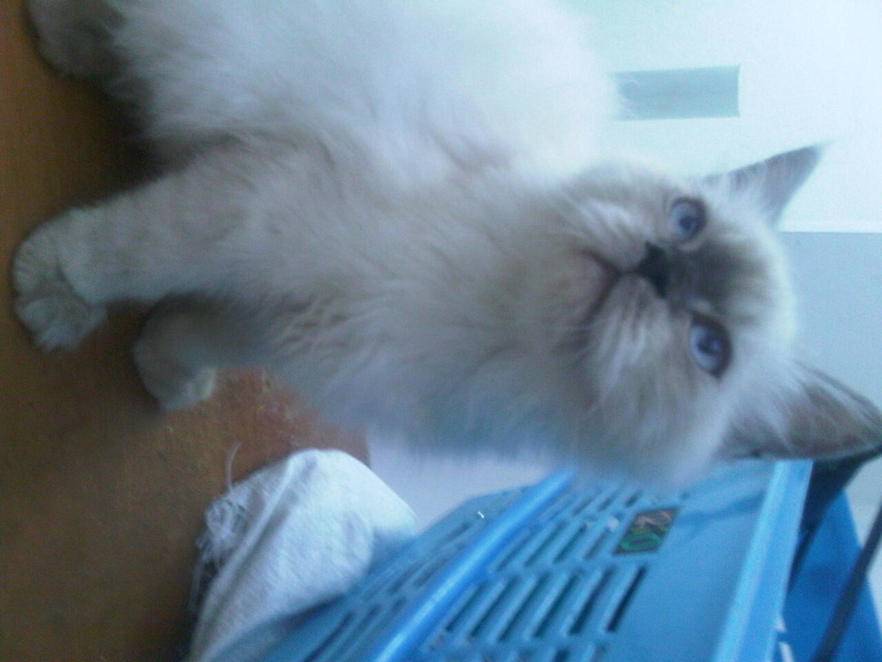 kitten himalaya borongan