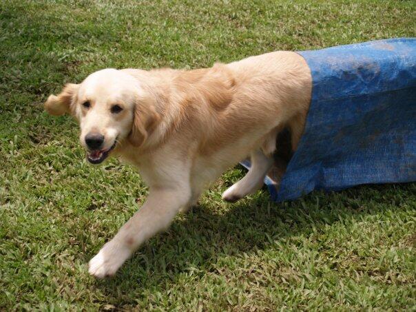 Jasa Dog Show