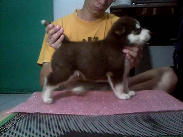 ready for booked siberian husky good quality (BANDUNG)
