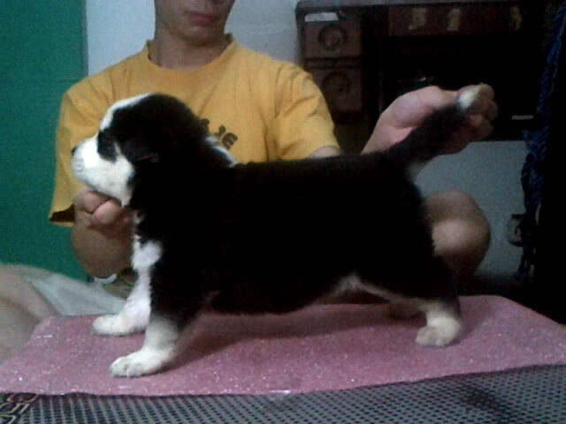 ready for booked siberian husky good quality (BANDUNG)