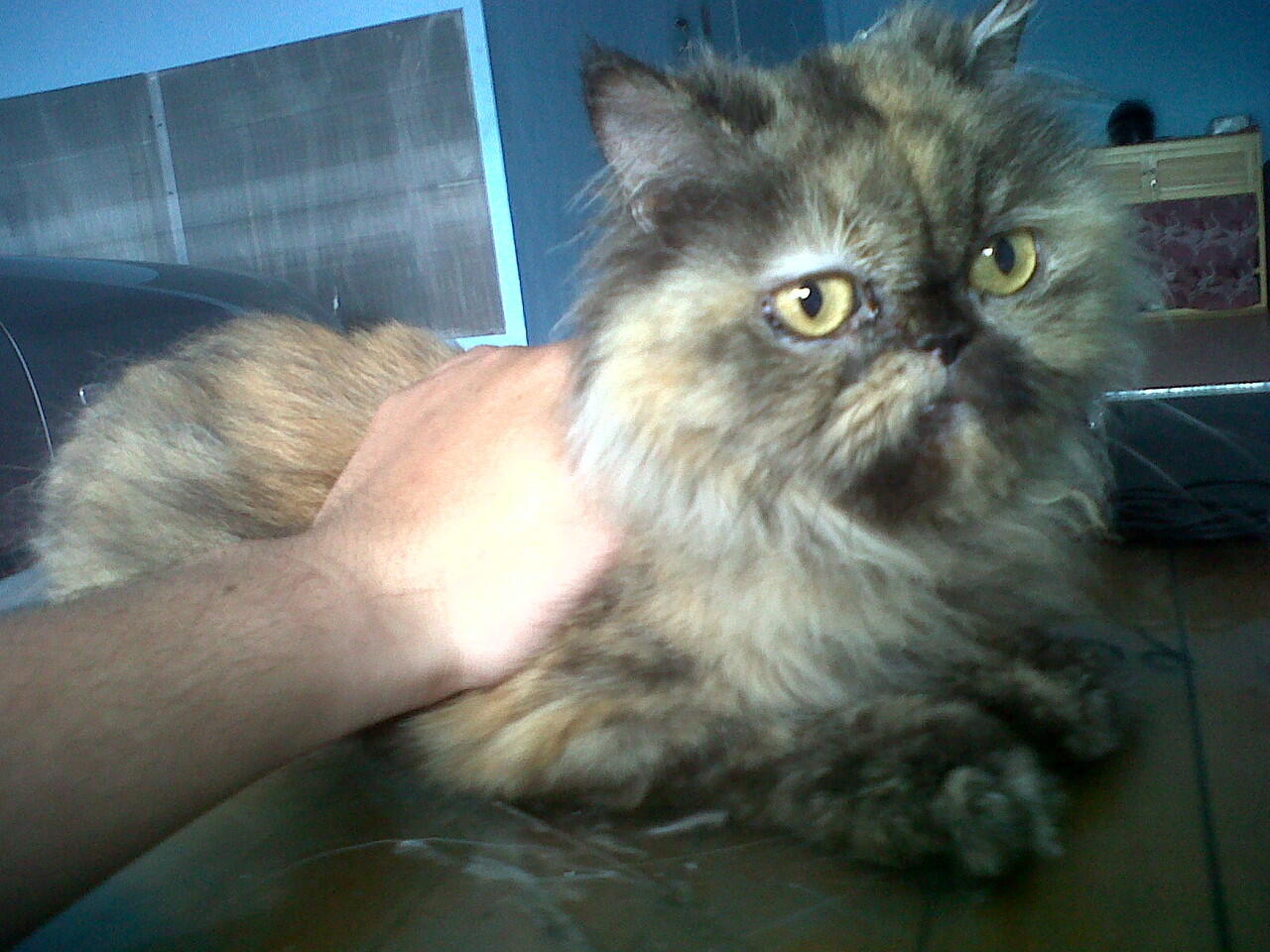 Persia Betina Dewasa Pekenose 2,6 jt JOgja