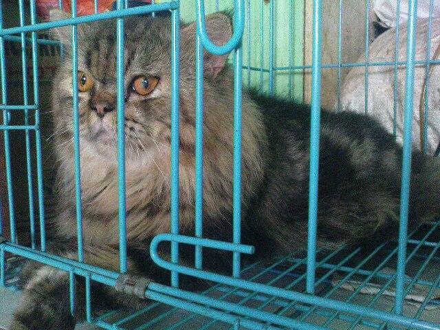 wts kucing mainecoon persia,lebih ke maicoon