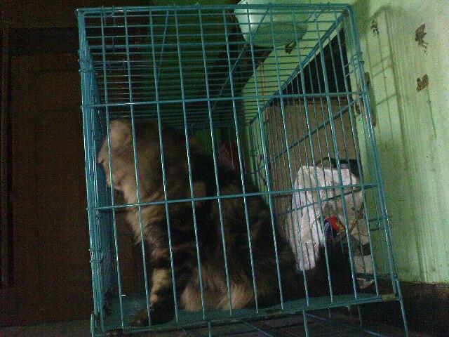 wts kucing mainecoon persia,lebih ke maicoon