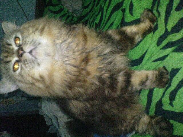 wts kucing mainecoon persia,lebih ke maicoon