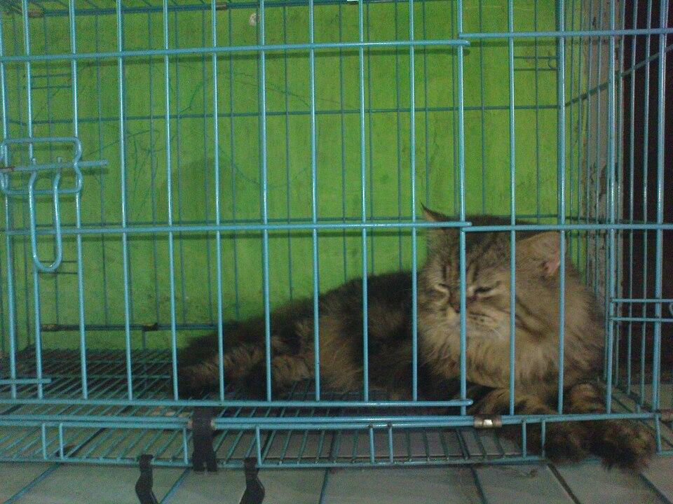 wts kucing mainecoon persia,lebih ke maicoon