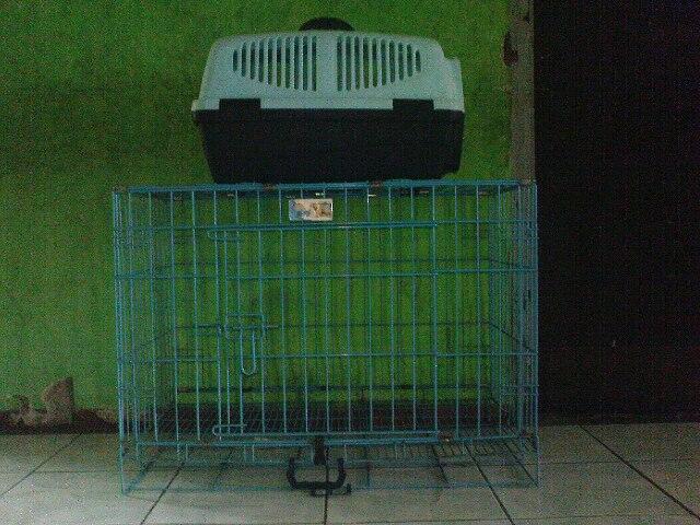 wts kucing mainecoon persia,lebih ke maicoon