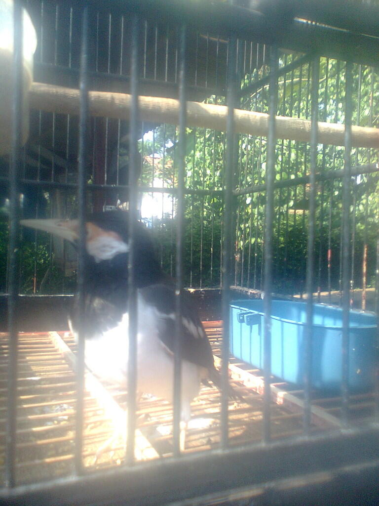 Terjual Jual Burung Kacer Jatim Dan Jalak Suren Lokal Kaskus