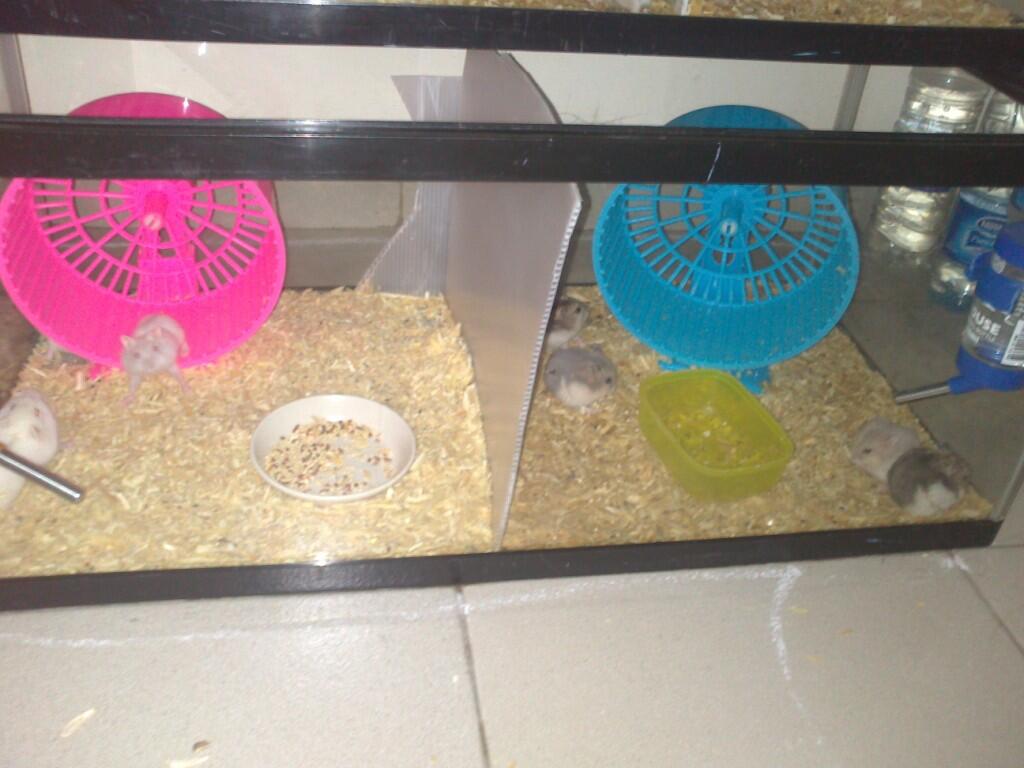 Hamster Winter White termurah Jaksel