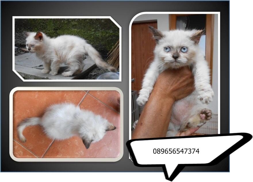 PERSIA EXOTIC DIJAMIN MURMERMERMER