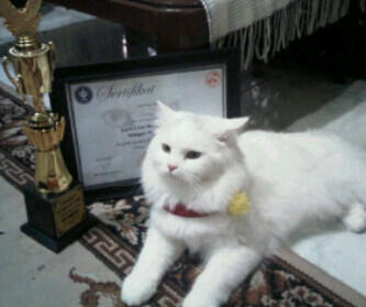 Kitten Persia 3 months white Male n Female SALE (Jakarta)