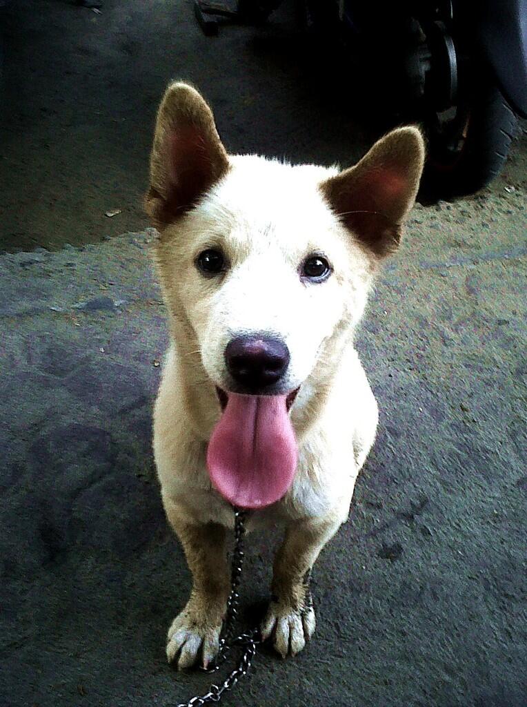  Anjing Kampung  Mongrel Mix Breed Campuran Silangan Lover s 