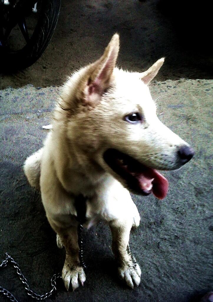Anjing Kampung Mongrel Mix Breed Campuran Silangan Lover S Part