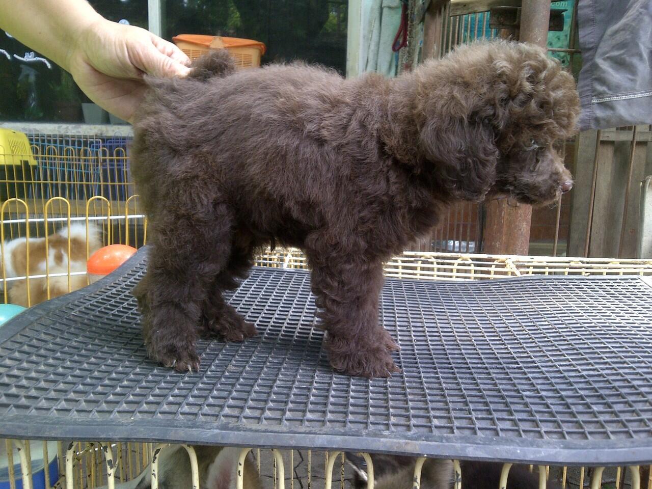 Toy Poodle Jantan Istimewa