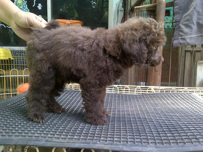 Toy Poodle Jantan Istimewa