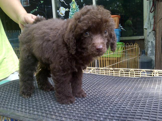 Toy Poodle Jantan Istimewa