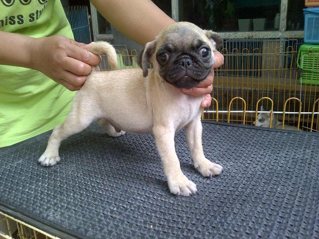 Toy Poodle Jantan dark brown stamboom