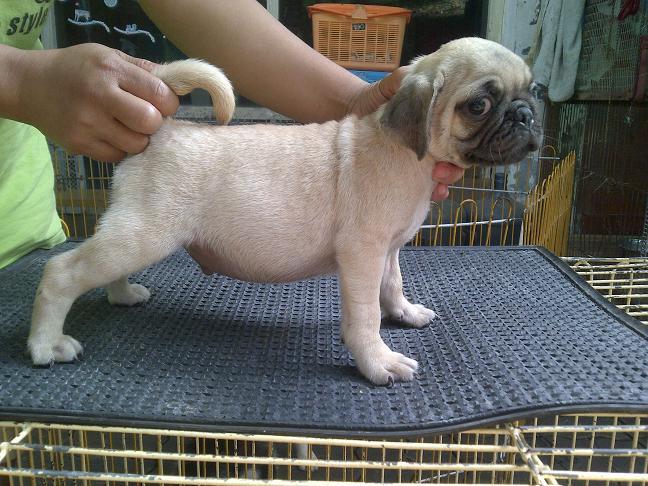 Toy Poodle Jantan dark brown stamboom