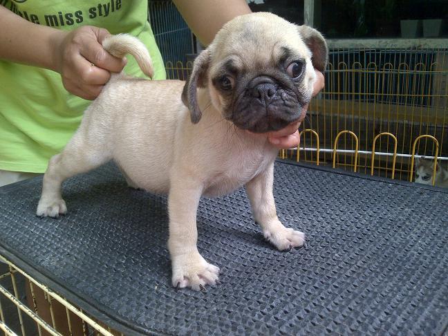 Toy Poodle Jantan dark brown stamboom