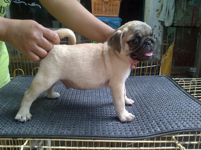 Toy Poodle Jantan dark brown stamboom