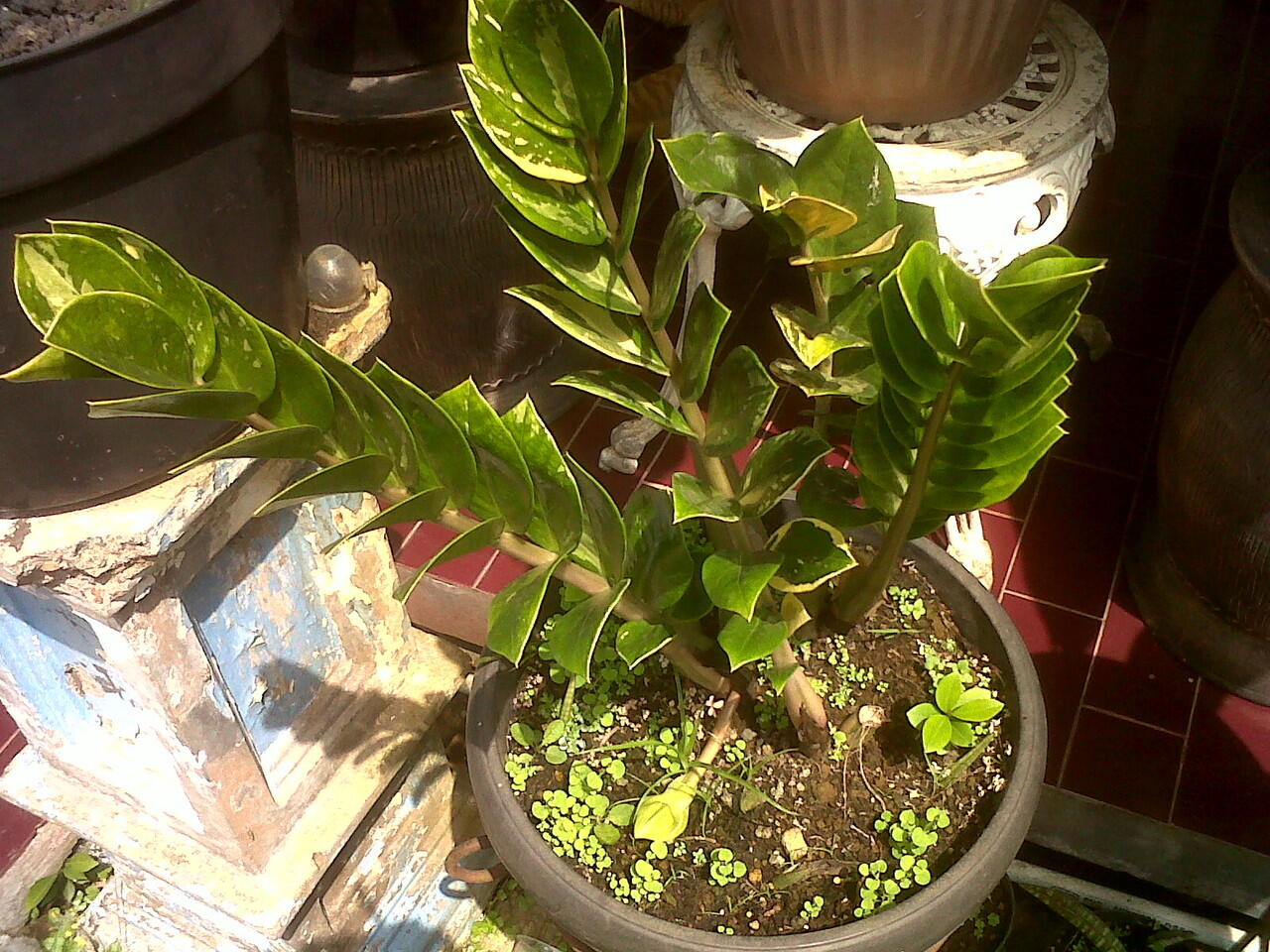 jual macam" tanaman hias