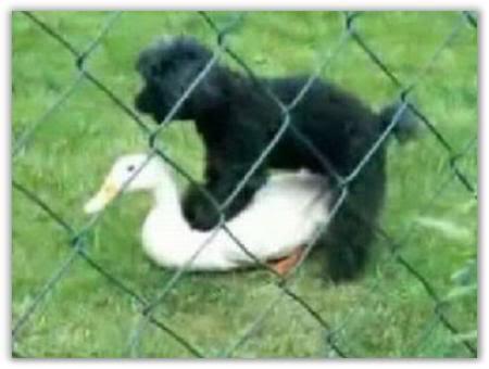 &#91;Pic&#93;&#91;BB++&#93; Ni akibatnya kebanyakan nonton Film Porno...