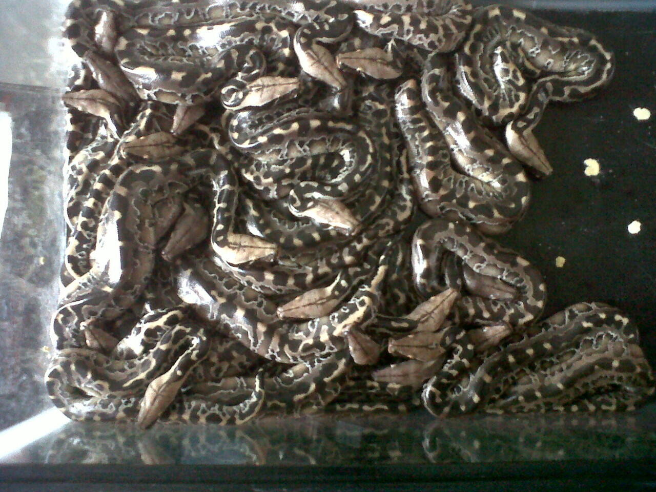 forsell dipong black baby free ongkir kemana pun