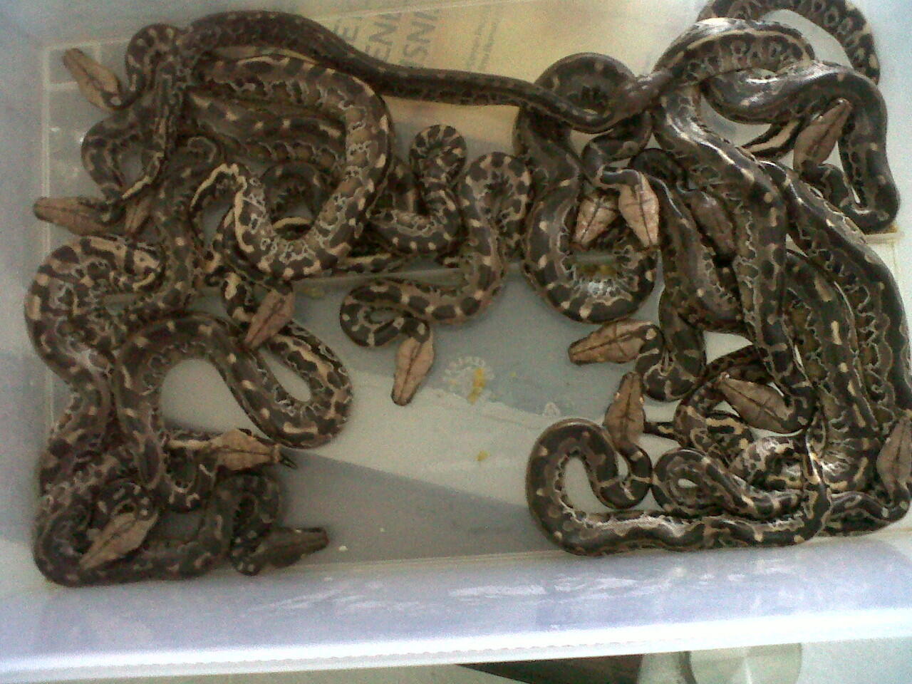forsell dipong black baby free ongkir kemana pun