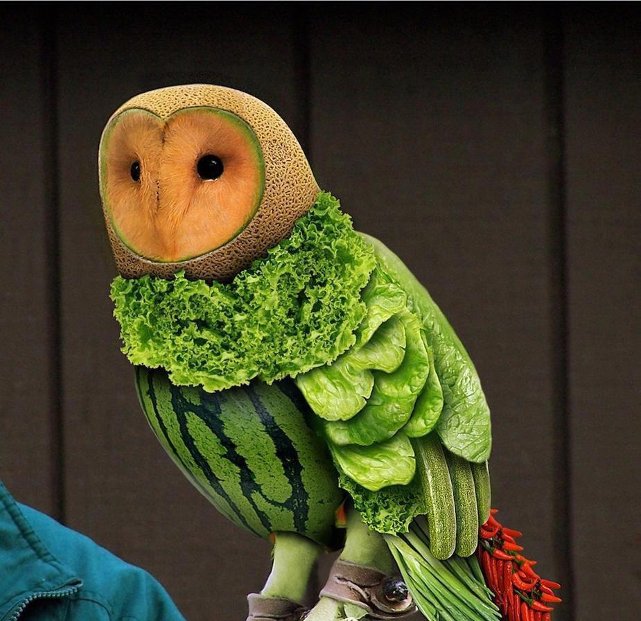 Burung hantu nnya keren gan......