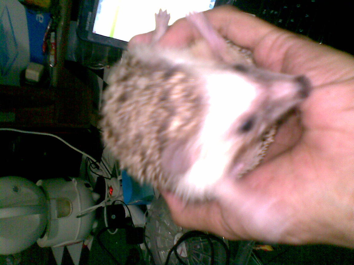 landak mini sp jual muraaaahhhhh
