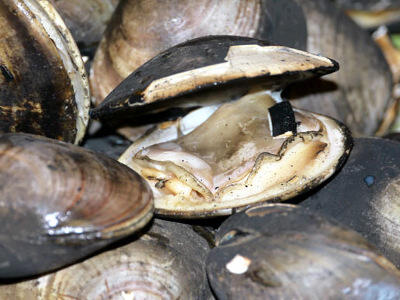 Kerang Dimasak Pakai Bensin !!