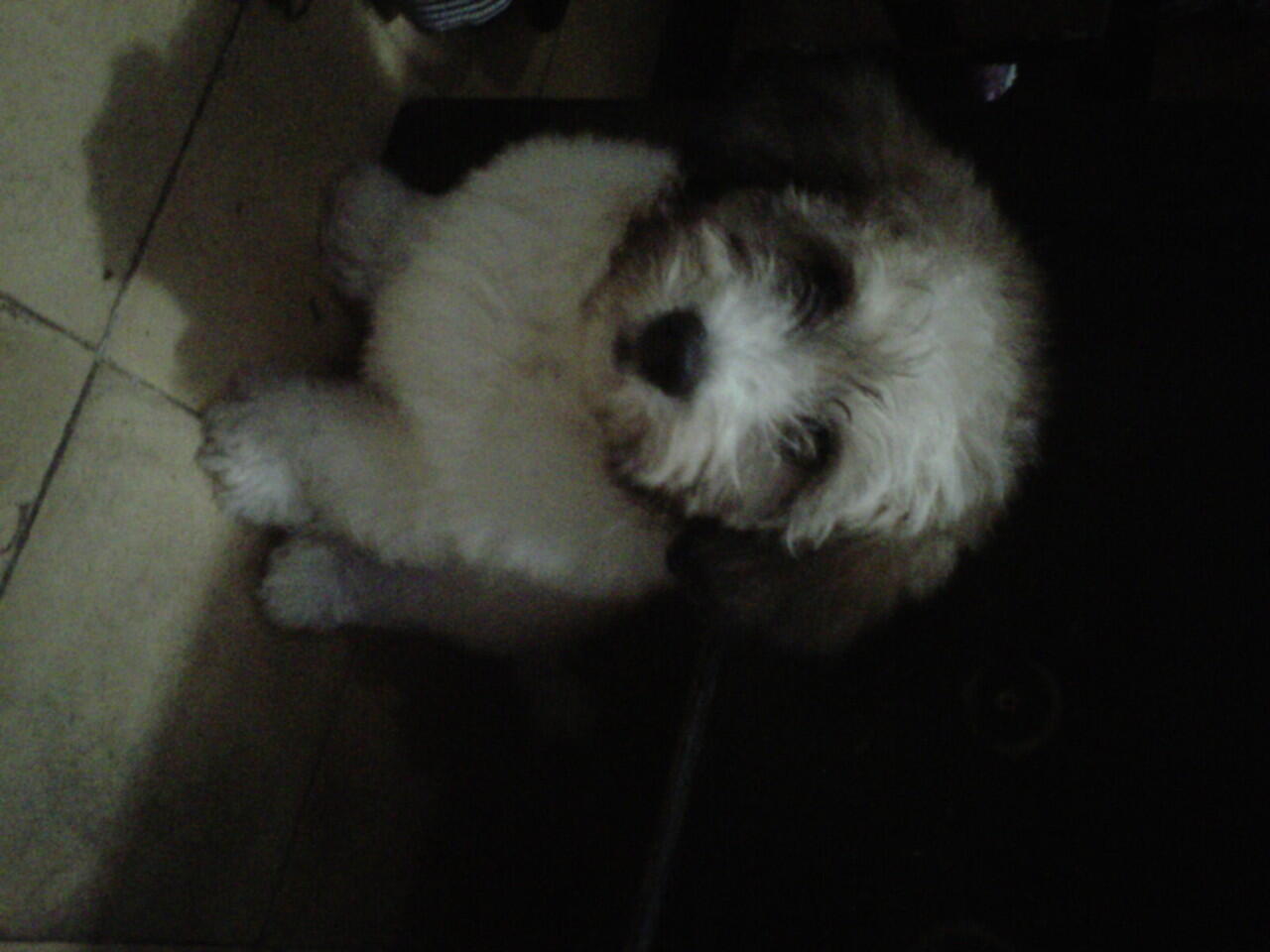 puppy maltese-shih tzu usia 3 bulan (28 agust 2012) dan induknya usia 2 tahun.