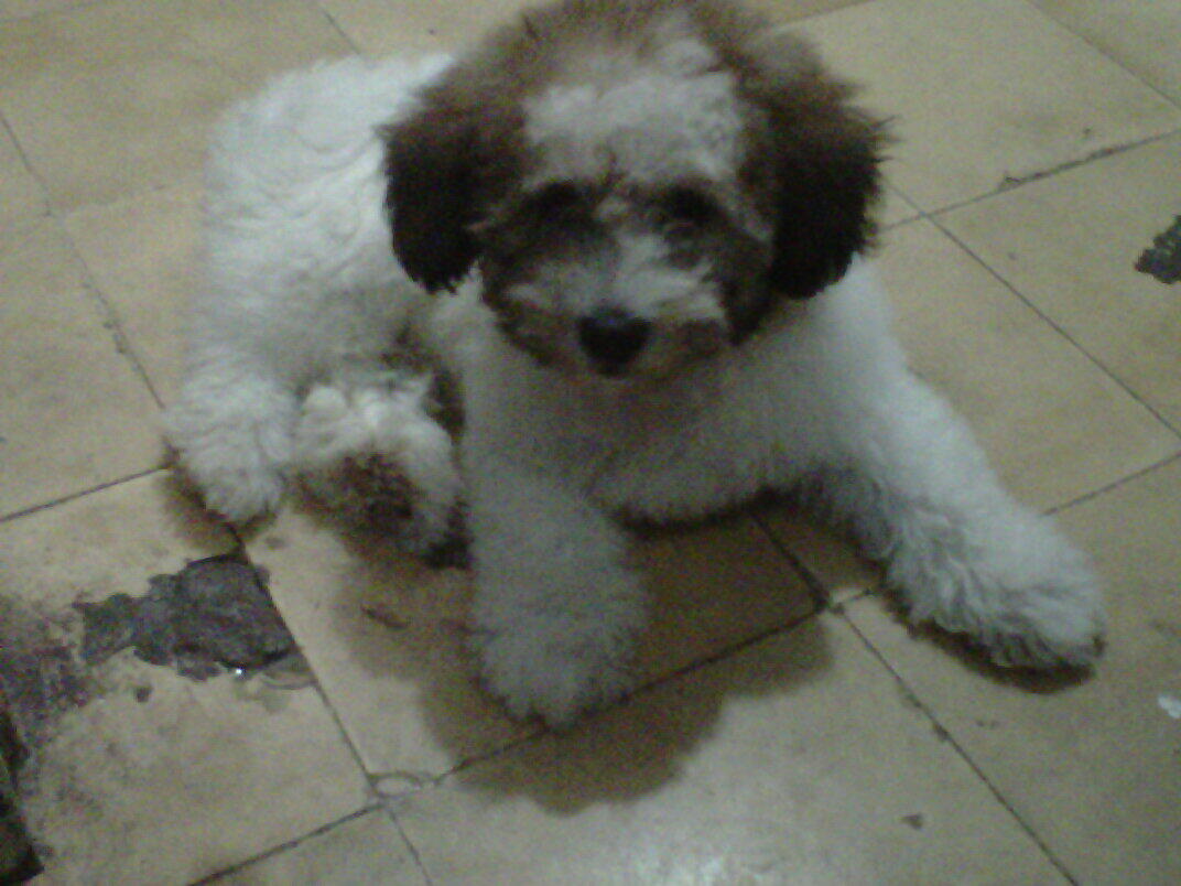 puppy maltese-shih tzu usia 3 bulan (28 agust 2012) dan induknya usia 2 tahun.