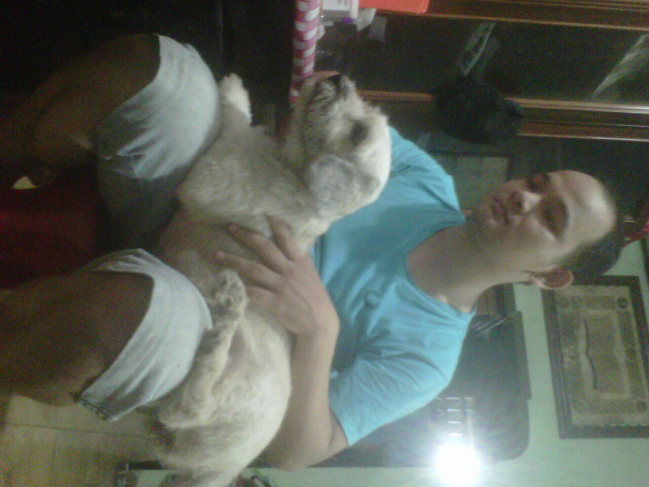 puppy maltese-shih tzu usia 3 bulan (28 agust 2012) dan induknya usia 2 tahun.