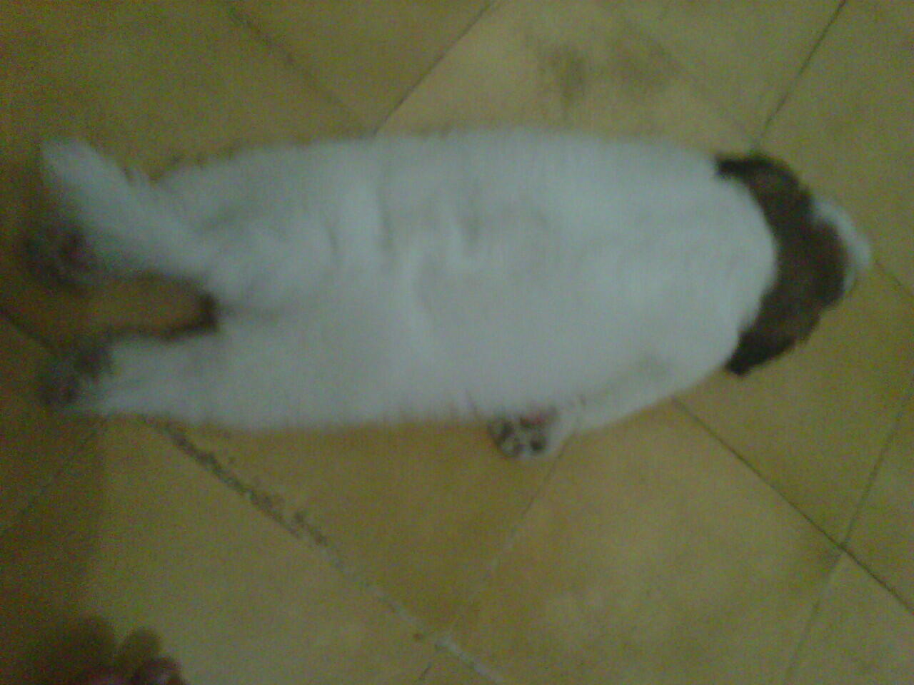 puppy maltese-shih tzu usia 3 bulan (28 agust 2012) dan induknya usia 2 tahun.