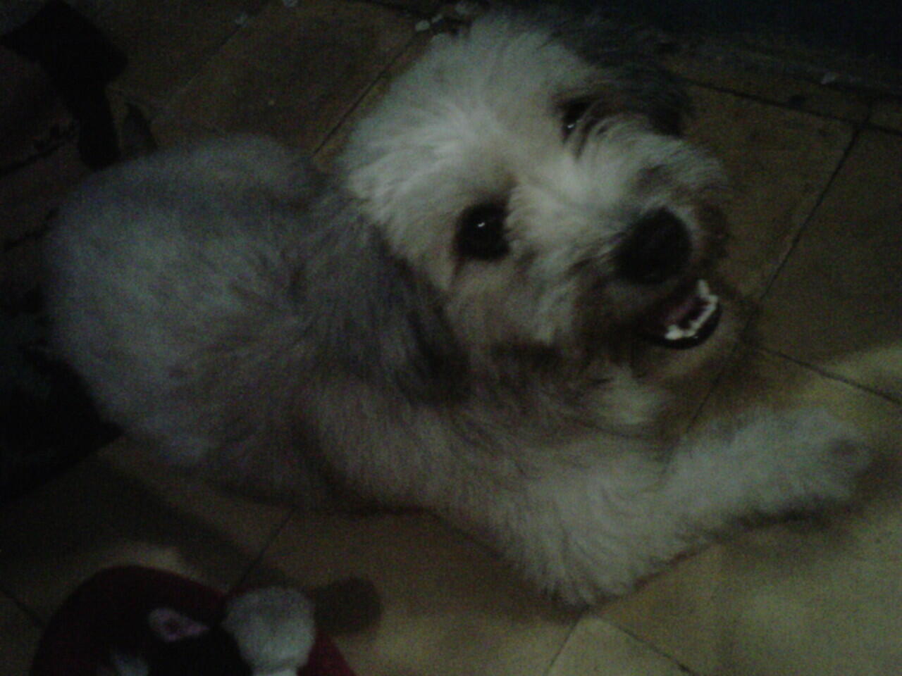 puppy maltese-shih tzu usia 3 bulan (28 agust 2012) dan induknya usia 2 tahun.