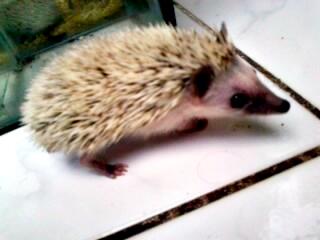 landak mini dan serbuk kayu