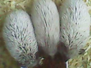landak mini dan serbuk kayu
