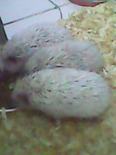 landak mini dan serbuk kayu
