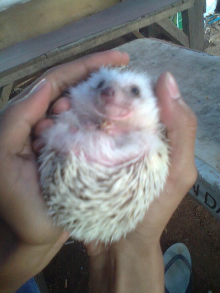 landak mini dan serbuk kayu