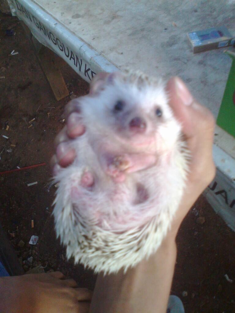 landak mini dan serbuk kayu
