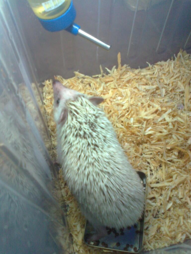landak mini dan serbuk kayu