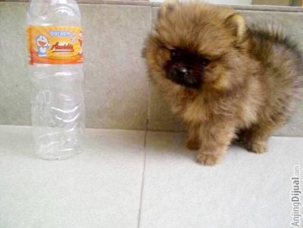 super mini pom male cute abis....bearface