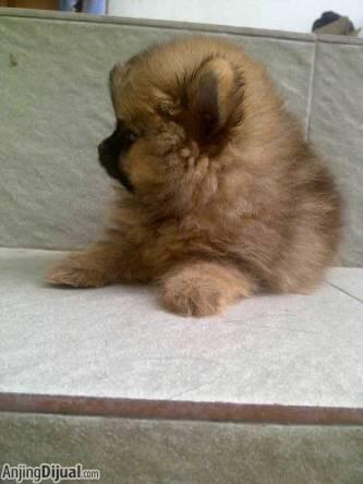 super mini pom male cute abis....bearface