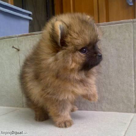 super mini pom male cute abis....bearface