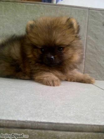 super mini pom male cute abis....bearface