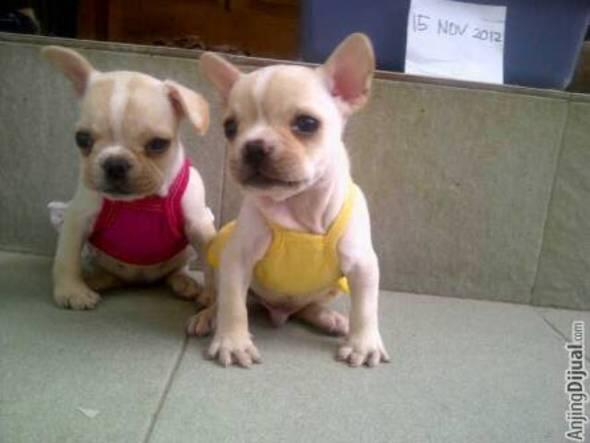 for sale female frenchbuldog puppies very cute