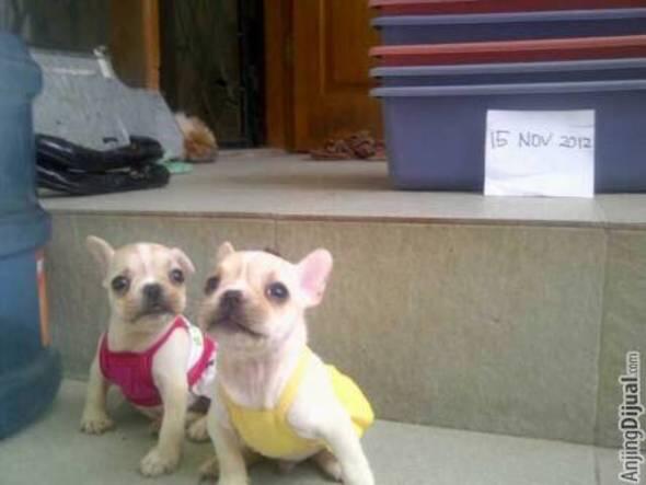 for sale female frenchbuldog puppies very cute