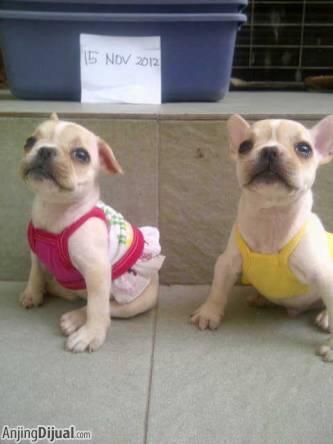 for sale female frenchbuldog puppies very cute