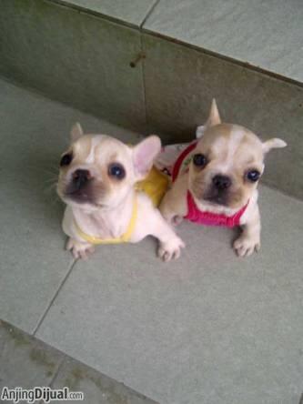for sale female frenchbuldog puppies very cute